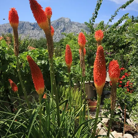 Apartament With Parking Space Orebic, Peljesac - 638 *