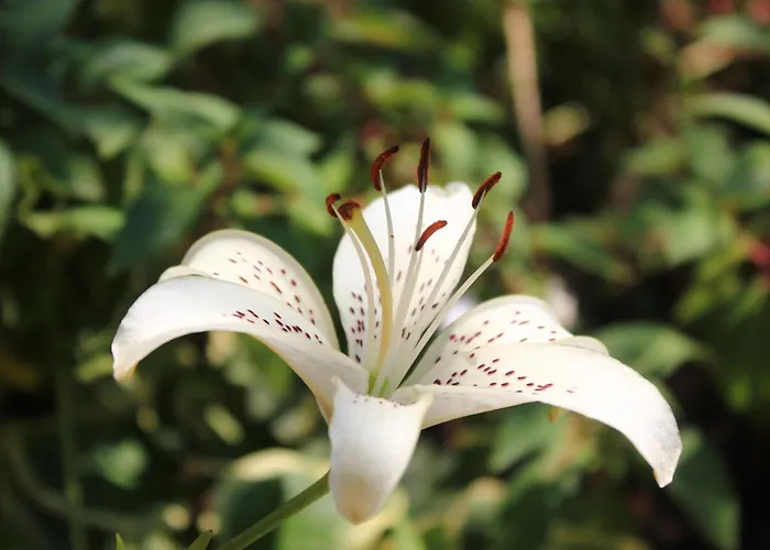 With Parking Space Orebic, Peljesac - 638 Appartamento Orebić