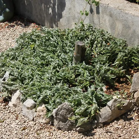 Διαμέρισμα With Parking Space Orebic, Peljesac - 638