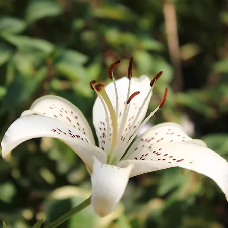 With Parking Space Orebic, Peljesac - 638 Διαμέρισμα Orebić